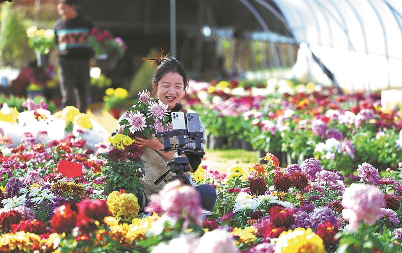  In pics: Livestreamer promotes chrysanthemums at flower base in L... 
