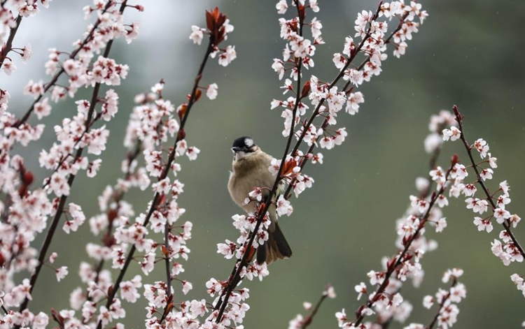  Spring scenery across China