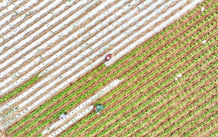  Spring plowing, crop management carried out in Linyi