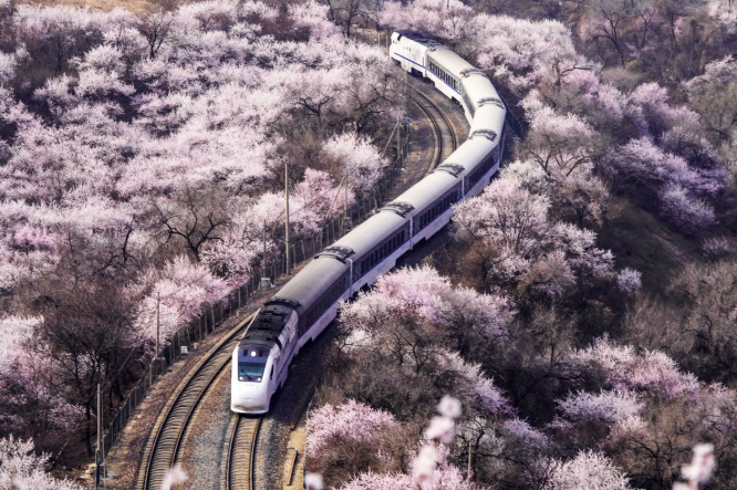  Train runs through blooming flowers