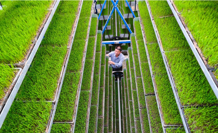  Spring farming in full swing across China