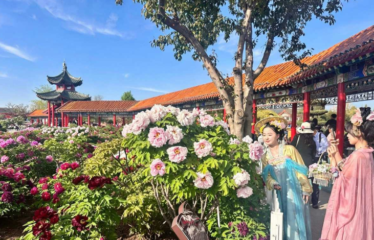  Peony culture and industry take center stage in Shandong's Heze
