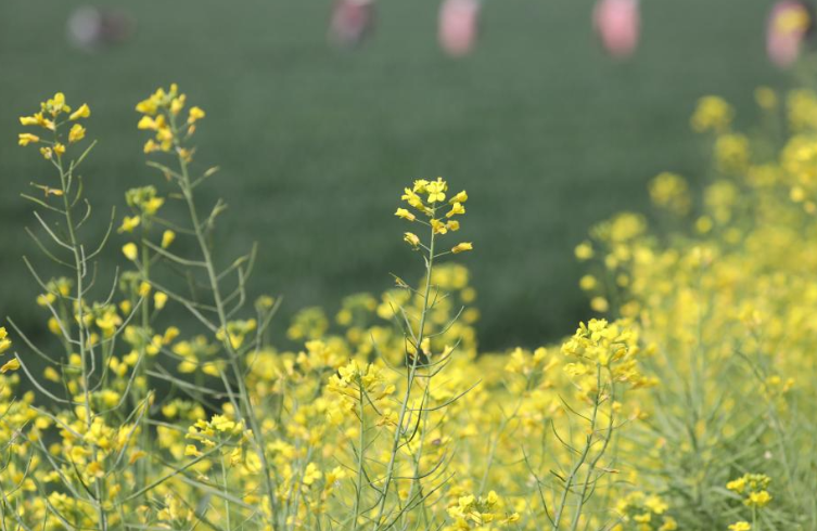  Spring farming in full swing across China