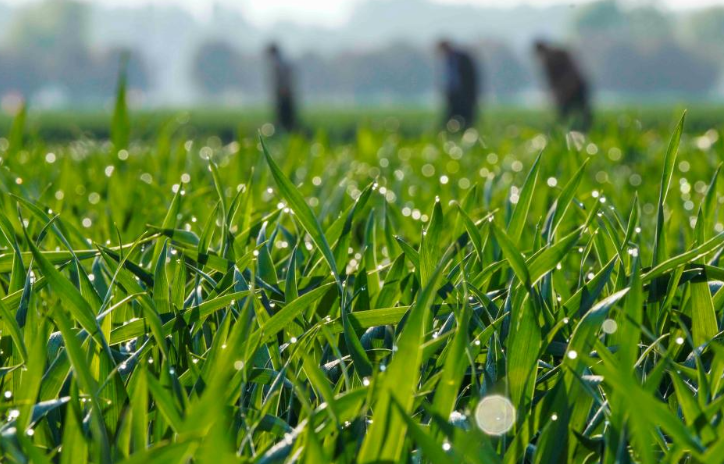  Spring farming in full swing across China