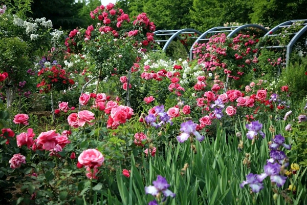  Floral oasis blooms as Linyi reimagines urban ecology