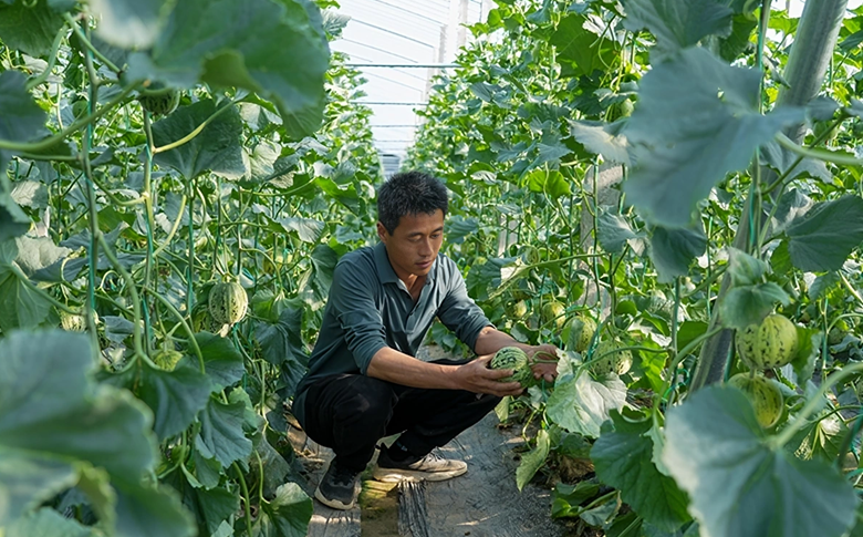 Shandong upgrades greenhouses for smarter rural vitalization