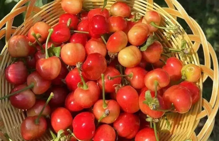  Cherry Season in Linyi: A Sweet Summer Treat