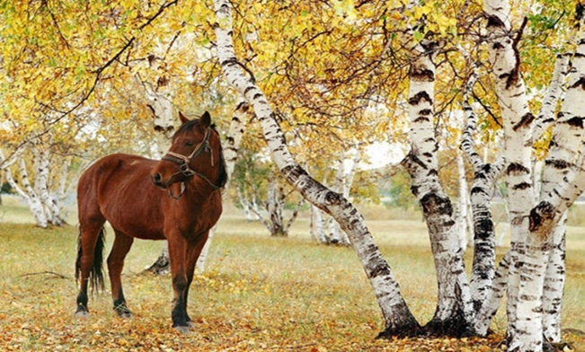 罗庄区盛能游乐场 罗庄区盛能游乐场